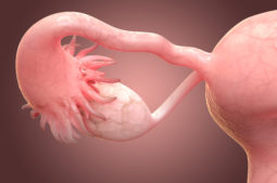 Die Gebärmutter: Funktionen, Arten und Krankheiten