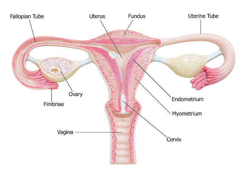 uterus anatomie