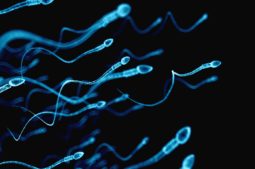 Spermienqualität