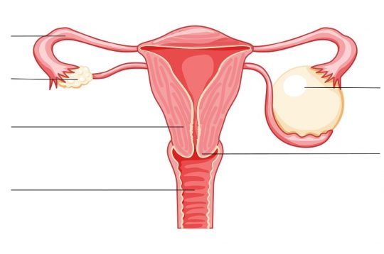 Was sind Ovarialzysten und wie sind die Symptome?