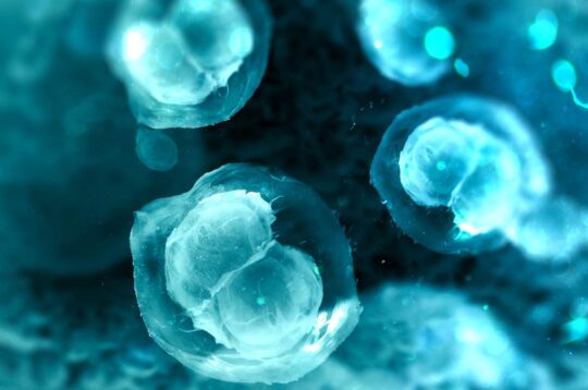 Studie rückt Antioxidantien als Verbündete zur Optimierung unreifer Eizellen bei der IVF in den Fokus